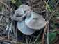Fenyő-pereszke (Tricholoma terreum), Balaton-felvidék